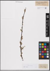 Foto von Salix aurita L.